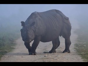 Kaziranga National Park Wildlife Safari