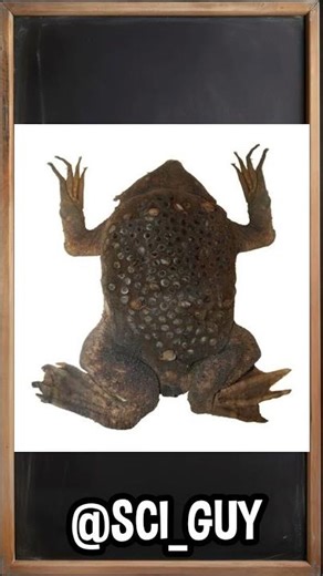 Toads: The Weirdest Reproductive Strategies #facts #frog