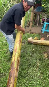 Así hice mi propio germinador con esto por si no tenemos Maderos y asta con nutrientes propios #campo #parati | Jose Olvein Piamba Ortiz