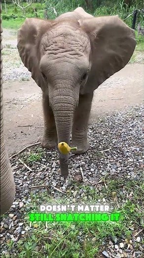 🐘🍌😂💪Banana snatching chaos! Nicole’s “Banana Defense Battle” begins! #FunnyAnimals #ElephantLife