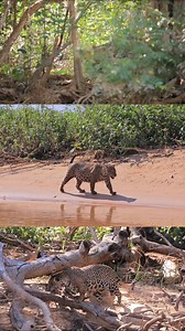 877K views · 10K reactions | Invisible to many, the Jaguar is a symbol of the Brazilian Pantanal. Invisível para muitos, a onça-pintada é um símbolo do Pantanal brasileiro. Copyright ©️ Valter Patrial #valterpatrial #expedition #expedições #vidaselvagem #conservation #pantanal #birdwatching #birds #wild #patrial #fotografia #natureza #wildlifephotography #fyp #fypシ #wildlife #jaguar #onça #bigcats #onçapintada | Valter Patrial | Facebook