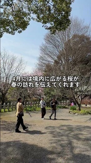「平野神社」を紹介します✨ #住むなら京都#京都移住#京都の桜#京都観光#北野エリア