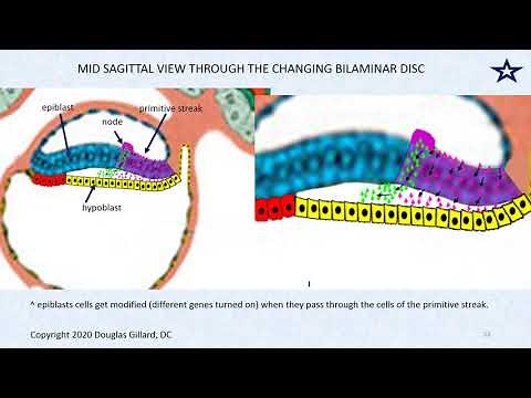 Embryology: Gastrulation. The Process of Forming the Primitive Streak and Three Germ Layers.