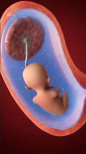 How Your Baby Grows Inside the Womb | From 1st to 3rd Trimester 👶🤰
