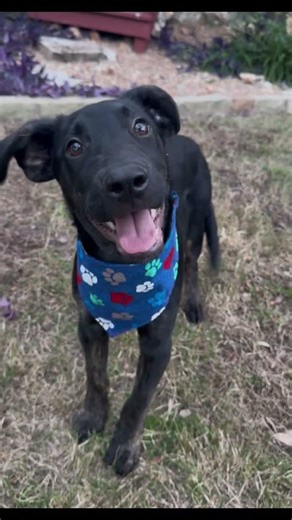 Adopt Chance! Lab/Boxer mix puppy! #puppy #adoptme ￼