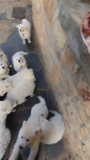 76K views · 1.2K reactions | Le repas est toujours très attendu 襤 | L'élevage de la griffe des loups d'argent | Facebook