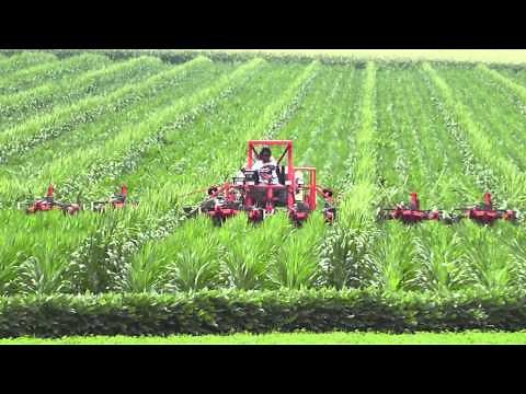 Caveman Charlie detasseling syngenta seed corn