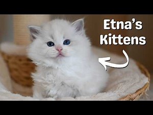 Ragdoll Kittens Growing Up 🐱 Cute Kittens Playing