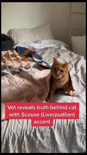 #stitch with @Phineas veterinary explanation of viral cat with Scouse accent #catsoftiktok #accent #scouse #veterinary #benthevet
