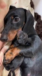 Loulou gave birth to 6 puppies today. 4 males and 2 females. She did so well and we are so proud of her. We want to thank you all for your sweet messages and it is so heartwarming that everyone was waiting with us for her puppies. You are all the best, we really appreciate this 💛😘. | Loulou & Friends