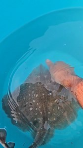 64K views · 2K reactions | Non sempre é fácil distinguir unhas especies de raias doutras, pero comelas si que é fácil, non teñen espiñas !!! Cociñamos raia un día ? | Rogelio Santos Queiruga | Facebook