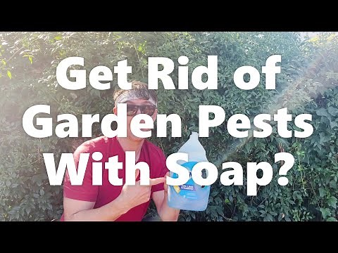 How To Eliminate Garden Pests With Soap: Do's and Don'ts