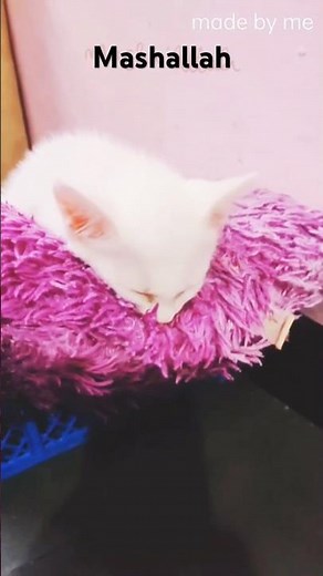 Beauty cat sleeping 💤 😴
