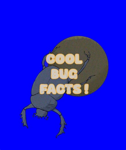 Cool Bug facts ! #meme #animation