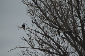 Wendell ‘eagle tree’ draws birdwatchers, the curious during peak season