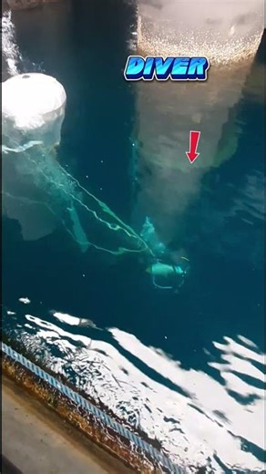 Marine Engineering in Action | Zinc Anode Installation by Commercial Divers