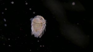 Plankton: It's a Way of Life Zooplankton Microscope Video
