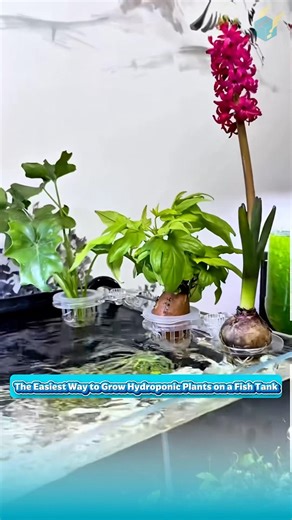 Growing hydroponic plants on an aquarium is super easy with this small clip