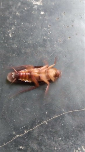 Cockroach sound #youtubeshorts #cockroach #animals #shorts