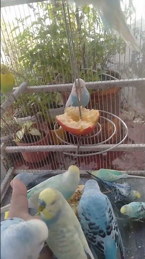 Budgie Budgie Mutation