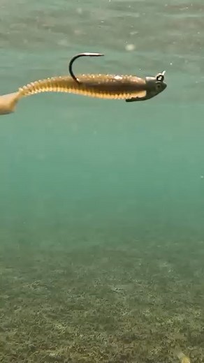 A swimbait is a great year round bait and does a great job at imitating all different types of baitfish. I love using Strike King Lure Company Rage Swimmers and now we have a new jighead to help that overall presentation. Lew's | T-H Marine Supplies #KVDintheZone #BassFishing #FishingTips | Kevin VanDam