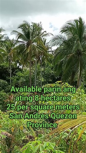 577K views · 4.8K reactions | Available parin ating 8 hectares 25 per square meters San Andres Quezon location | Bhell Quizana Amisola Olveda | Facebook