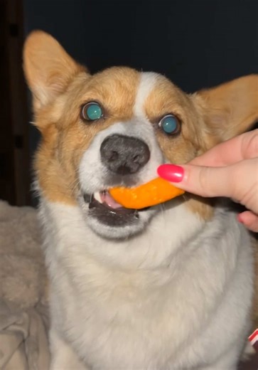 Bedtime Cheetos for Your Dog: An ASMR Experience