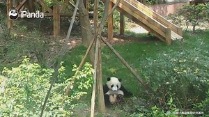 A panda a day, keeps the sorrow away. Your Fu Shun ball express is delivered by itselef. | iPanda