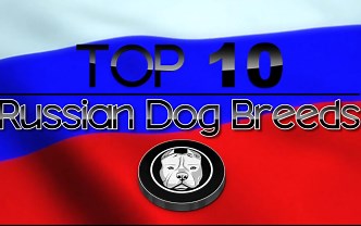 俄罗斯10大犬种