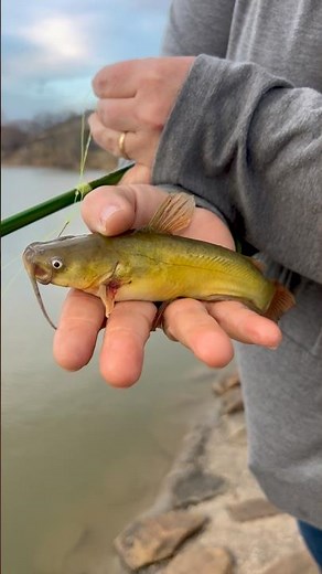 These tiny black bullheads are my favorite catfish to catch, colorful! 🎣
