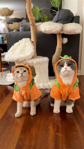 Taking my pumpkin cats shopping in Chicago ‪@LorettaBritishCat‬