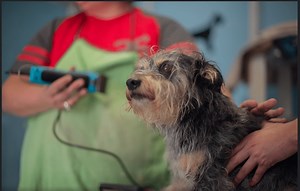 Why Are My Dog Clippers Not Cutting Or Hot? (Solved)   10 Problems