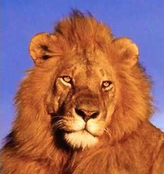 African Lion Growl 🦁 🔊