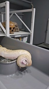 116K views · 56 reactions | Leopard lesser clown female feeding ☠️ #royalpythons #ballpythonlove #beardeddragon #reptilebreeder #snek #morph #leopardgecko #petsnake #herpetology #animal #morphs #cornsnake #snakelove #reptilelove #livingart #ballpythonofinstagram #snakelovers #reptilesofinsta #serpent #ballpythonsnake #nature #ballpythonlover #babyballpython #snakesofinsta #crestedgecko #ballpythonmorphsofinstagram | Xclusive ball pythons | Facebook