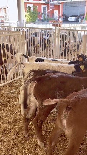 Silvia Aimo on Reels