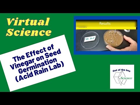 Acid Rain Experiment