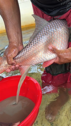 238K views · 1.7K reactions | Rohu Fish Breeding System #reels | Extreme Fish World | Facebook