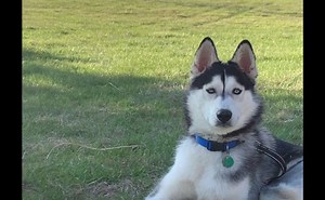 8.2K views · 432 reactions | Thank you to everyone who has welcomed a shelter dog into your home...and thank you to everyone who is planning on supporting the shelter's extended sleepover! | Franklin County Dog Shelter & Adoption Center | Facebook