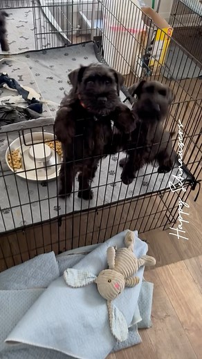 LIT Ｈａｐｐｙ Ｓｃｈｎａｕｚｅｒｓ on Instagram: "Adorable trio alert! 🐾 Our sweet miniature schnauzer pups – one lovely girl and two handsome boys – gearing up for their forever homes. 🏡💖 #PuppyLove #ReadyForAdventures"