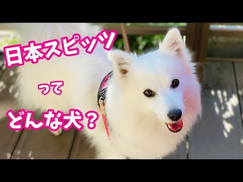 日本スピッツってどんな犬？特徴や性格を紹介！ / All about Japanese Spitz.