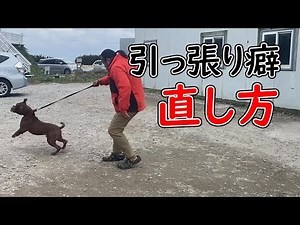 ピットブルで実演！！パンク町田の正しい犬の訓練教室【引っ張り癖の直し方編】