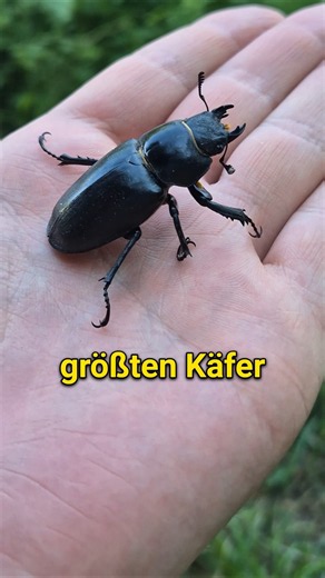 The biggest beetle in Europe 😳?!
