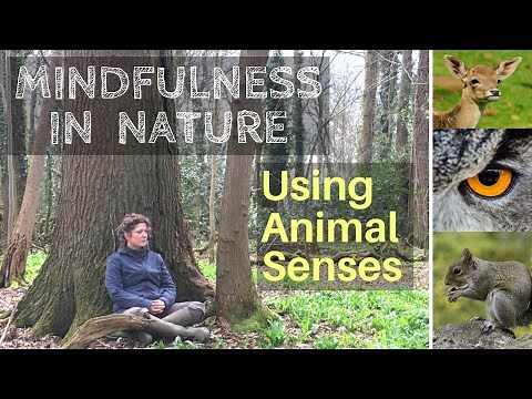 Mindfulness in Nature: Using Animal Senses