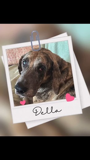Meet Della, our next pet highlight! 🐾🐕‍🦺🦴#library #mybulib #librarygram #librariesofinstagram #summer #dogs #petsofinstagram | Bethel University Library