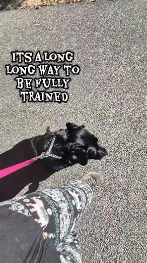 Journey to Fully Train a Service Dog