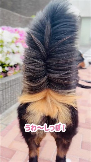 What is this‼️ A Bernese's tail spread by the wind🐾