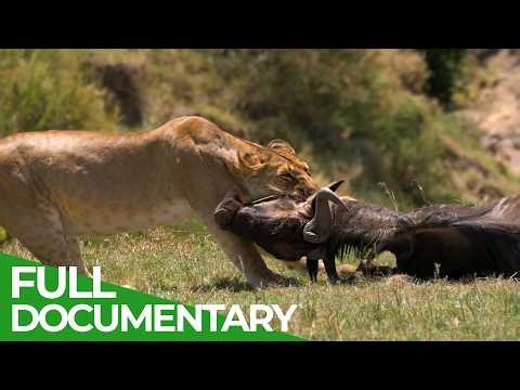 Challenge of the Savannah | Free Documentary Nature