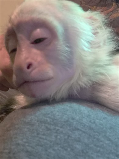 Fighting bedtime 🌙 😴 #monkey #capuchin