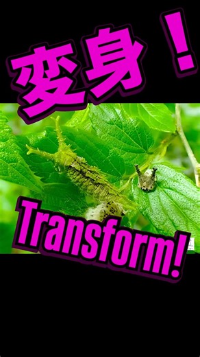 Great Purple Emperor butterfly transforms!! Its camouflage ability is seriously amazing!? #shorts