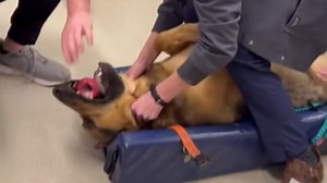 Choking German Shepherd Is Saved Using Special Technique
